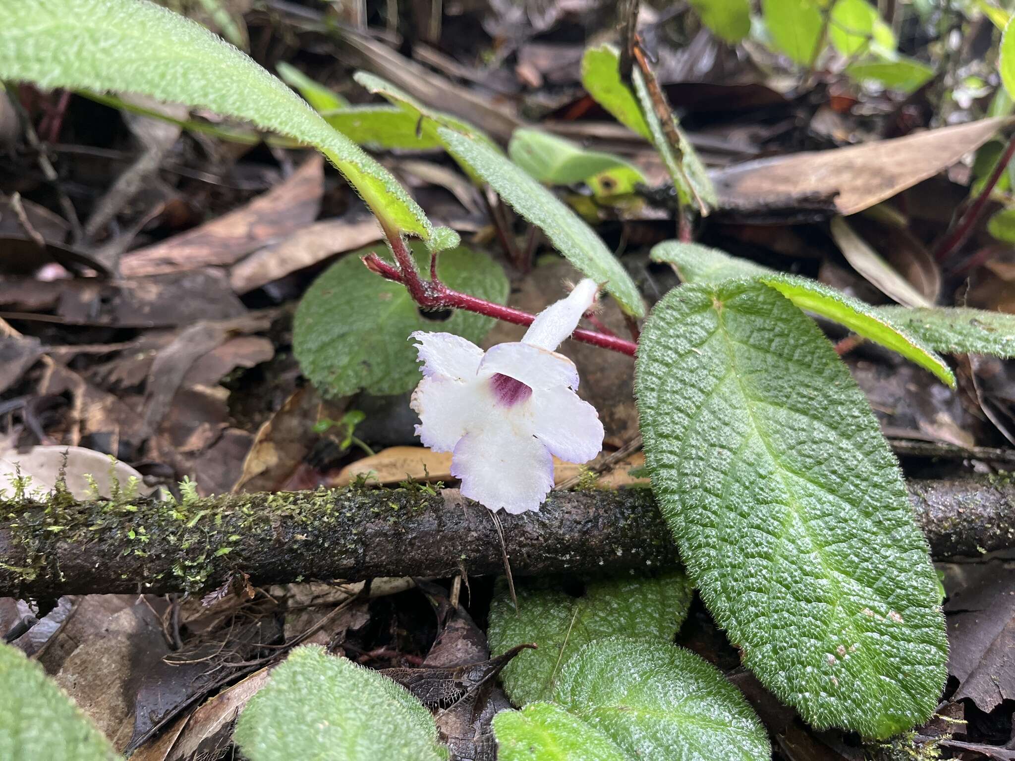 Imagem de Nautilocalyx cordatus (Gleason) L. E. Skog