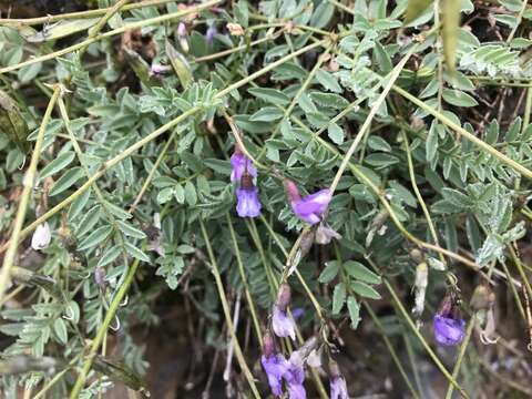 Imagem de Astragalus bourgovii A. Gray