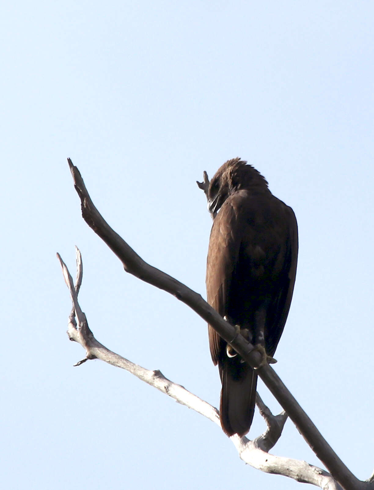 Nisaetus cirrhatus limnaeetus (Horsfield 1821) resmi