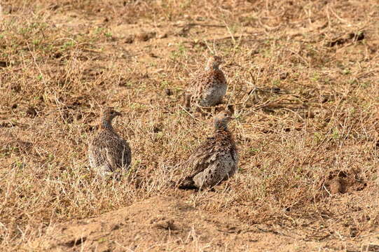 Image of Grey-winged Francolin