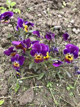 Image of hybrid violet