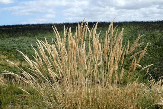 Image of Capeochloa arundinacea (P. J. Bergius) N. P. Barker & H. P. Linder