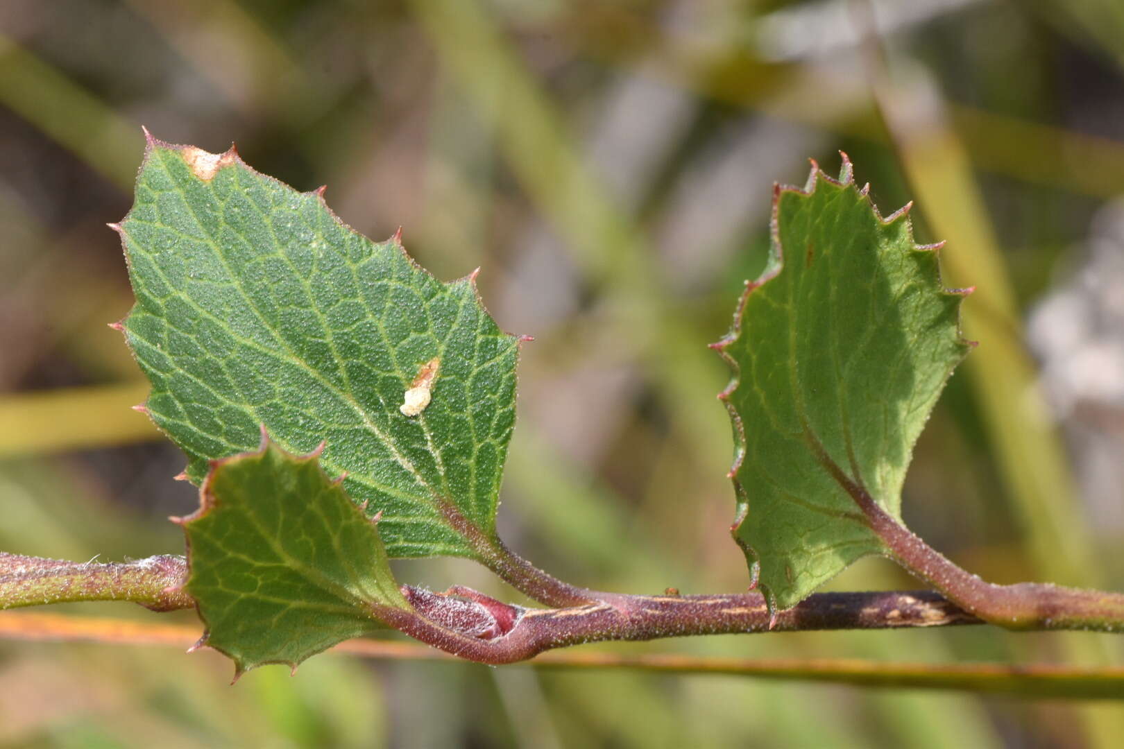 Image of Xanthosia rotundifolia DC.