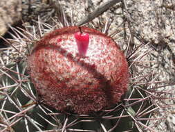 Image of Melocactus bahiensis (Britton & Rose) Luetzelb.
