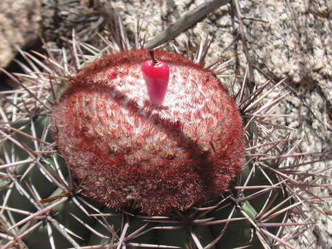 Melocactus bahiensis (Britton & Rose) Luetzelb. resmi