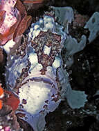 Image of Painted frogfish