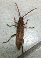 Rhytidodera simulans (White 1853)的圖片