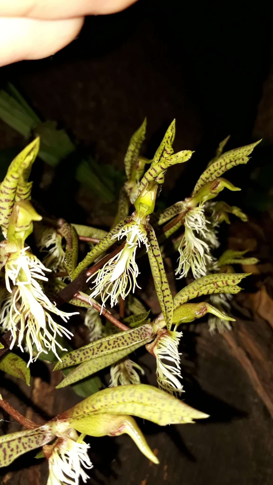 Image of Catasetum lanciferum Lindl.