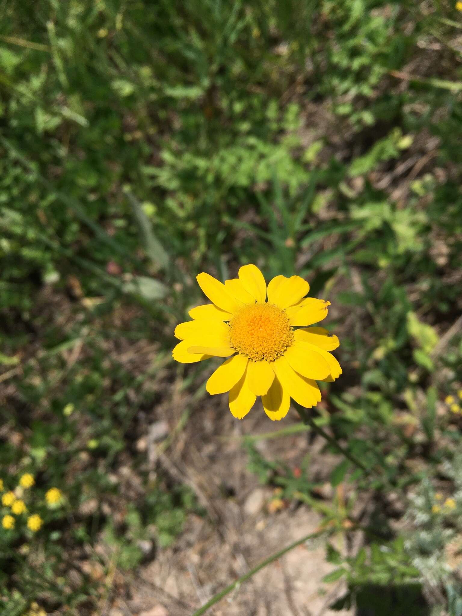 Image of Anthemis marschalliana Willd.