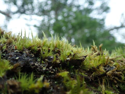 Image of Howell's dicranum moss