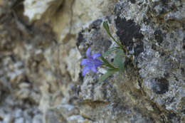 Image of Campanula lehmanniana Bunge