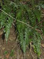 Image of Pteris semipinnata L.