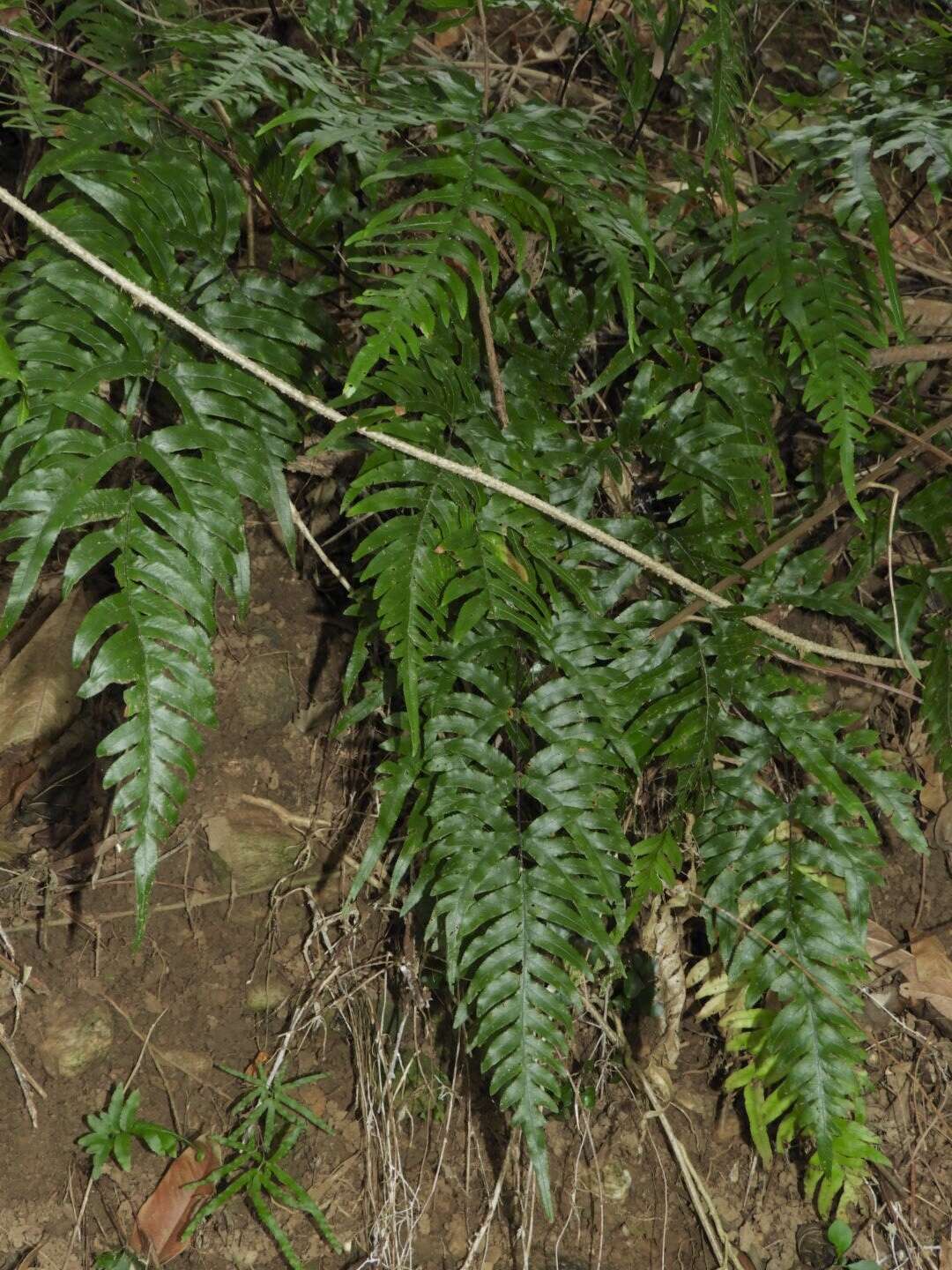 Sivun Pteris semipinnata L. kuva