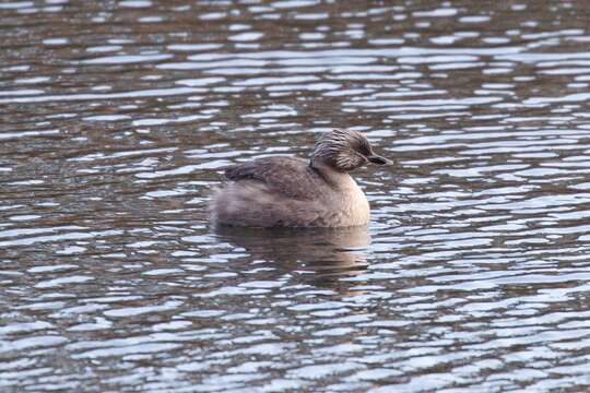 Image of Hoary-headed Grebe