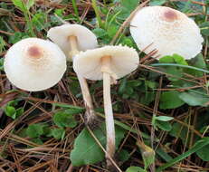 Слика од Lepiota cristata (Bolton) P. Kumm. 1871