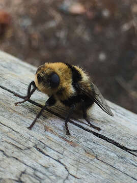 Cephenemyia ulrichii (Brauer 1862)的圖片