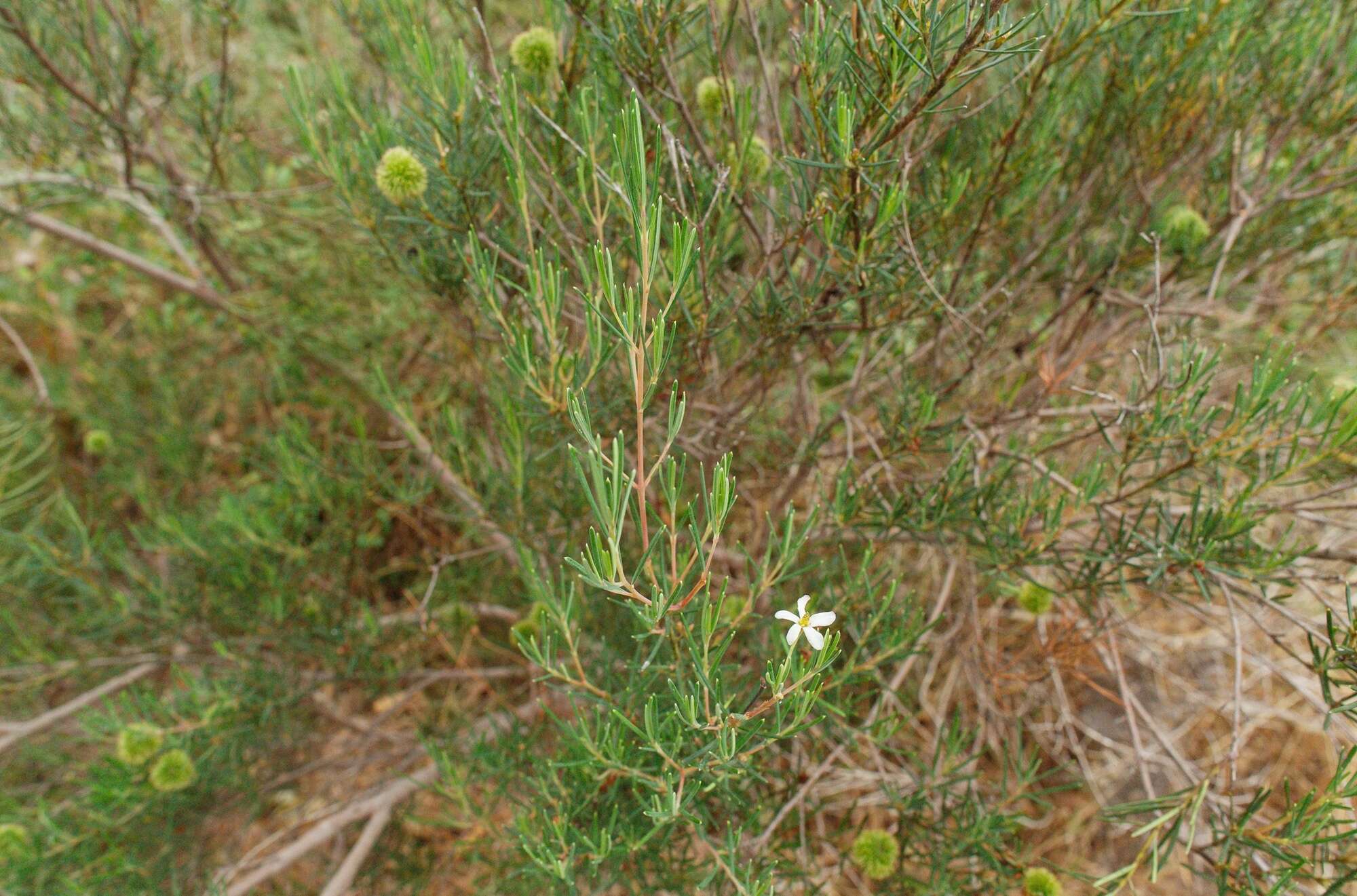 Image de Ricinocarpos pinifolius Desf.