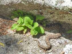 Imagem de Bothrops ammodytoides Leybold 1873