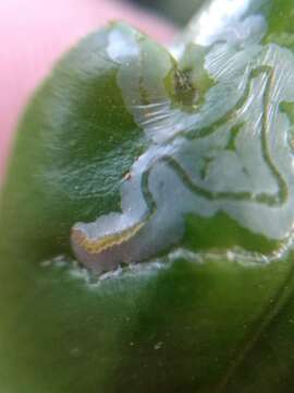 Image of Citrus leafminer