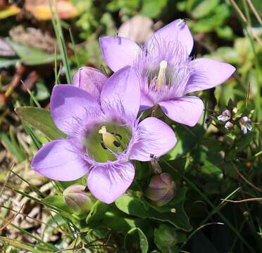 Image of Gentianella germanica subsp. germanica