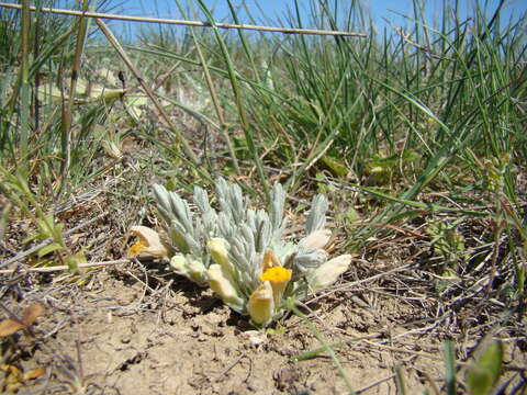 Plancia ëd Cymbaria borysthenica Pallas ex Schltdl.