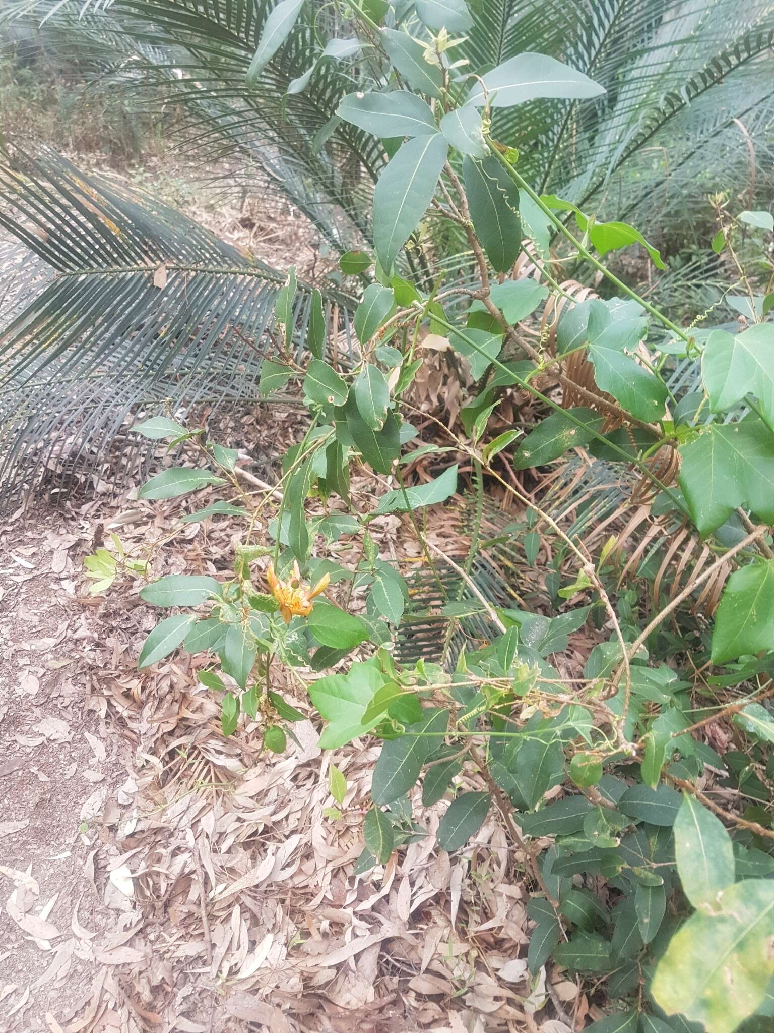 Image of Passiflora herbertiana subsp. herbertiana