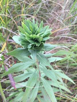 Image of Goldenrod Bunch Gall