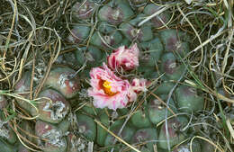 Image of Thelocactus rinconensis subsp. rinconensis