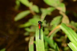 Image de Epithemis mariae (Laidlaw 1915)