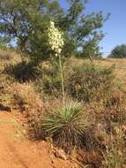 Image of Buckley's yucca