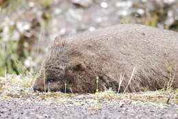 Image of Bare-nosed Wombats