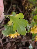 Chrysanthemum indicum L. resmi