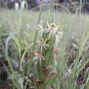 Image of Habenaria njamnjamica Kraenzl.