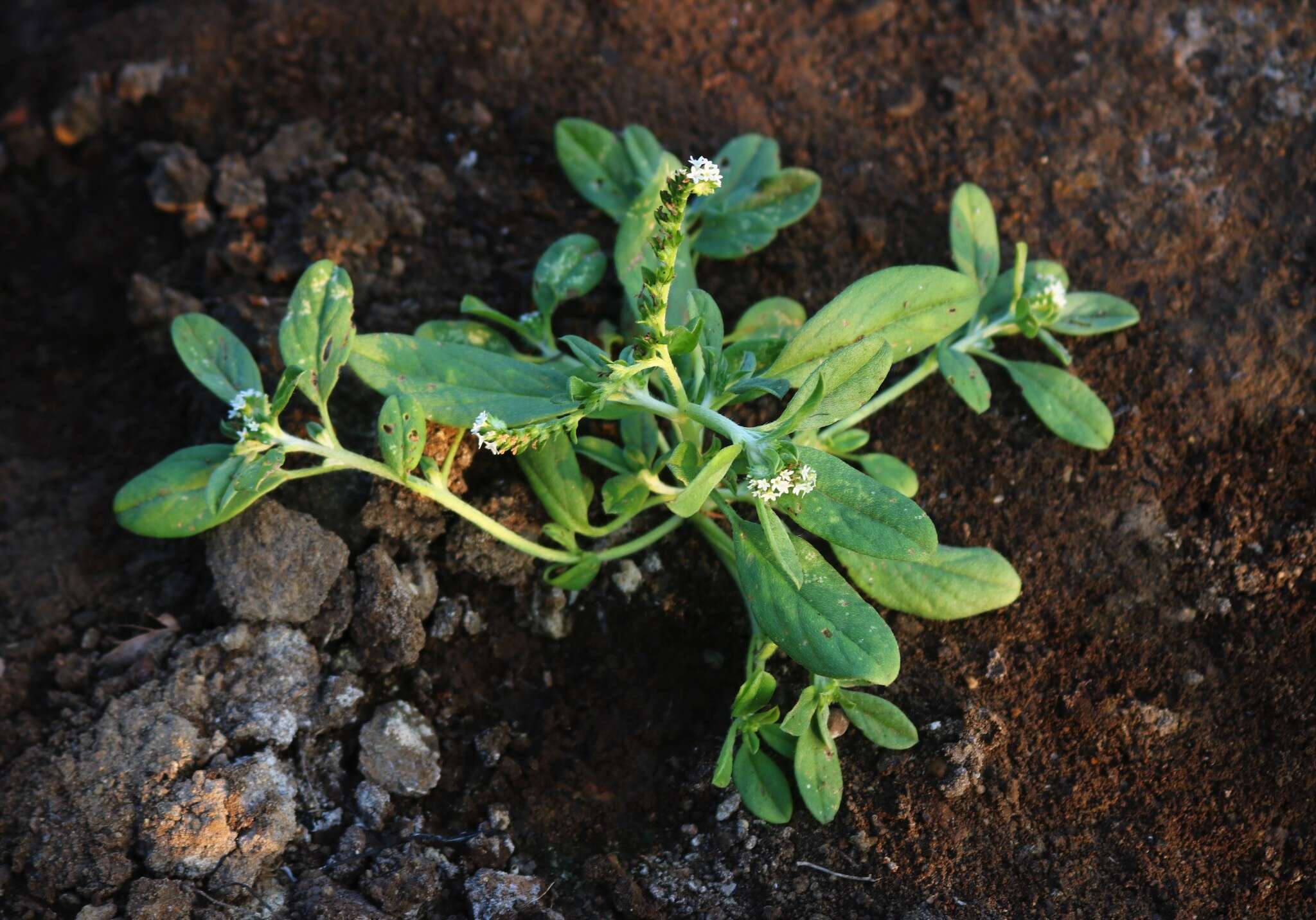 Image of Euploca ovalifolia (Forsk.) Diane & Hilger