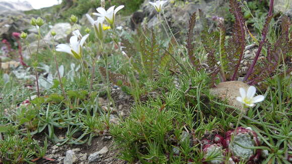 Plancia ëd Cherleria laricifolia (L.) Iamonico