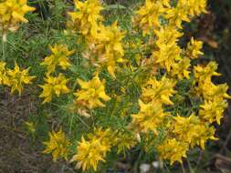 صورة Genista hirsuta M. Vahl