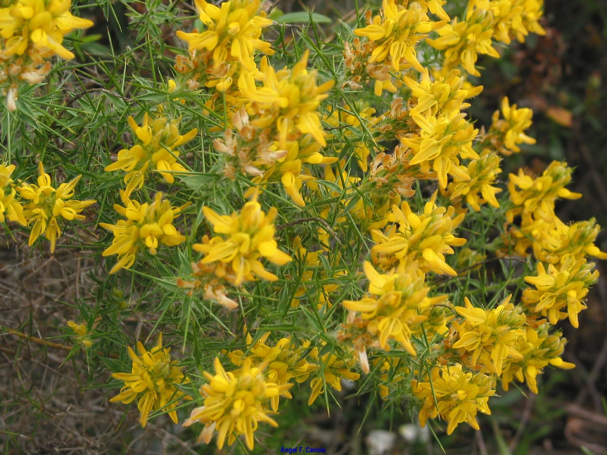 صورة Genista hirsuta M. Vahl