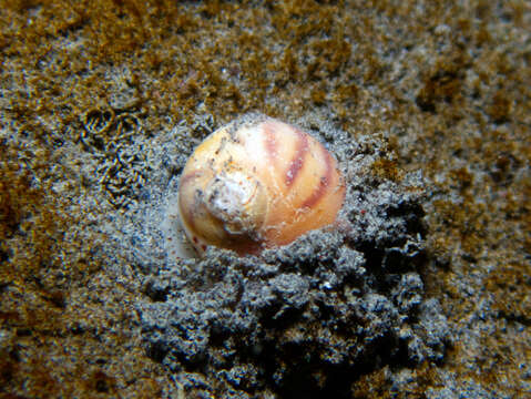 Image of Aleutian moon snail