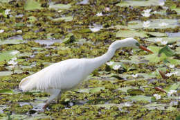 Imagem de Ardea intermedia plumifera (Gould 1848)