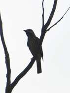 Image of Sulphur-bellied Flycatcher