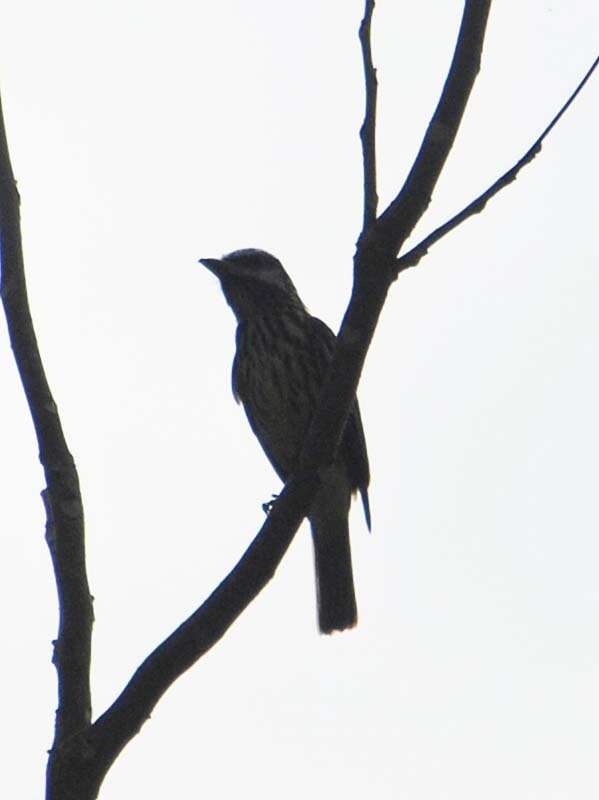 Image of Sulphur-bellied Flycatcher