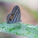 Image of Magneuptychia tricolor Hewitson 1850