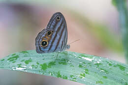 Image of Magneuptychia tricolor Hewitson 1850