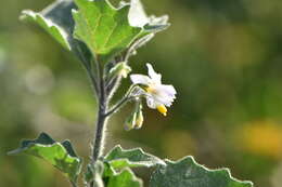 Image of hairy nightshade