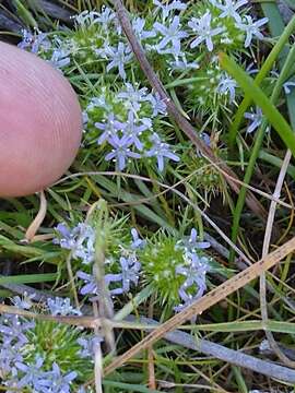 Image of Many-flowered navarretia