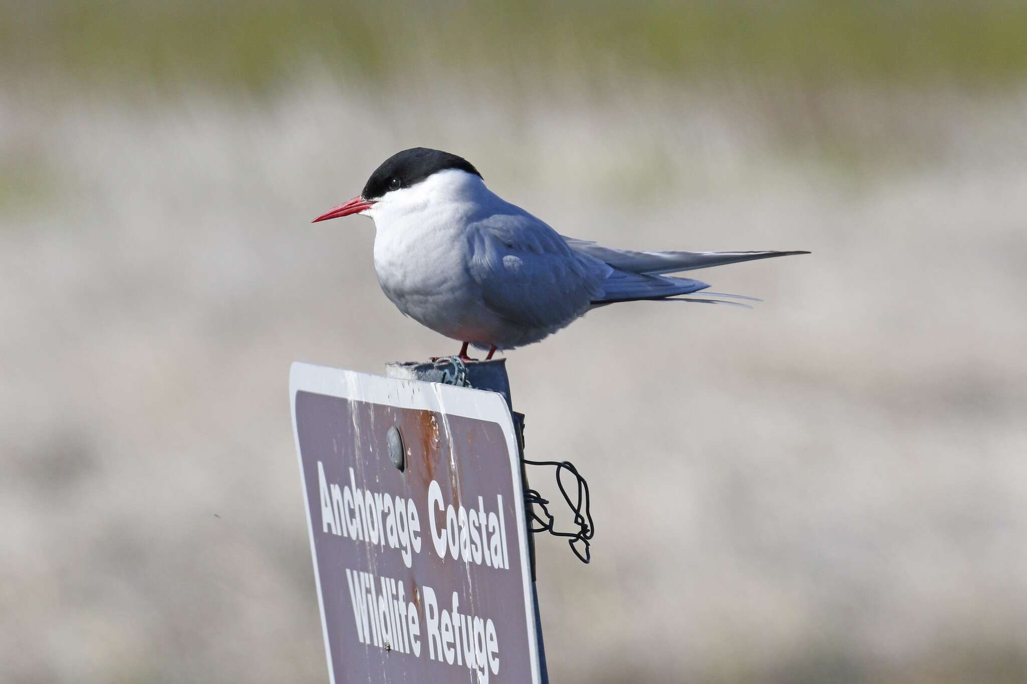 Image of Arctic Tern