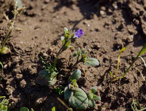 Image of North Coast phacelia