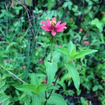 Image of Peruvian zinnia