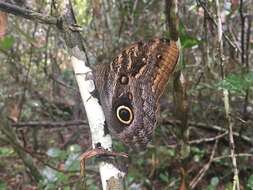 Imagem de Caligo brasiliensis Felder 1862