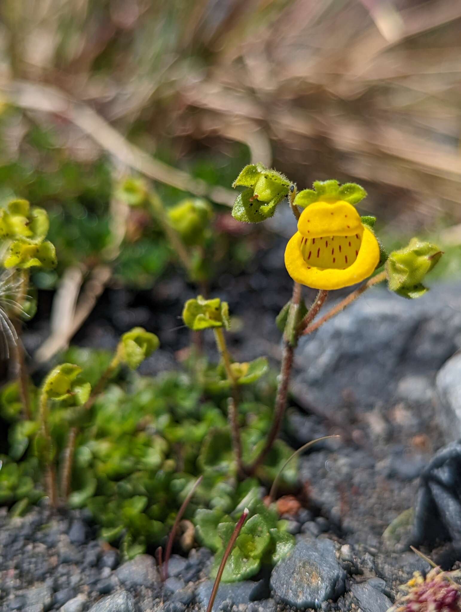 Image of Calceolaria tenella Poepp. & Endl.